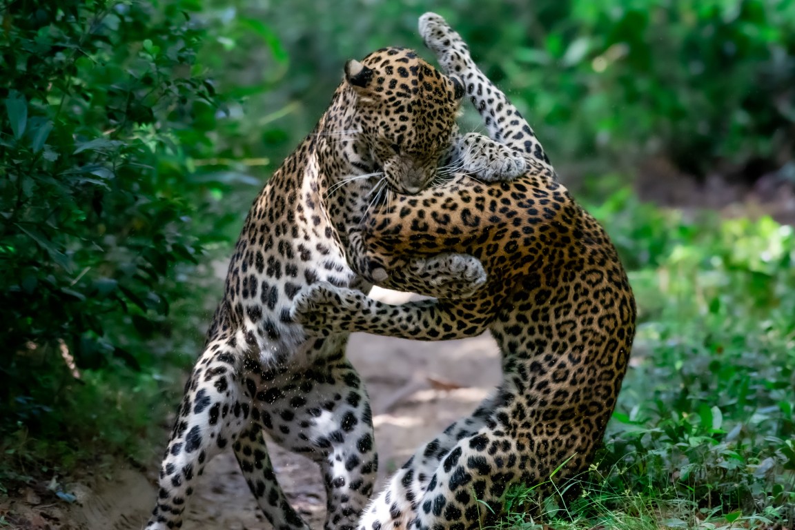 Wildlife and Wilderness